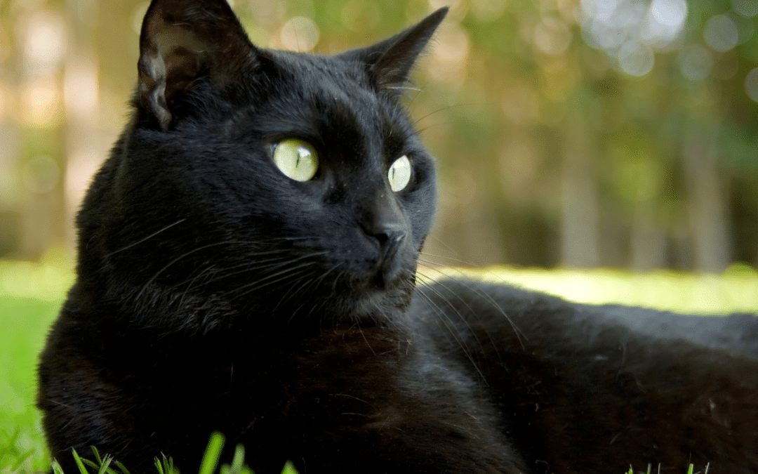 FLUTD and Urinary Tract Infections in Cats