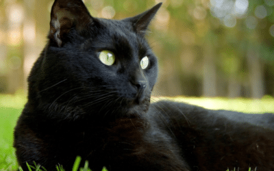 FLUTD and Urinary Tract Infections in Cats