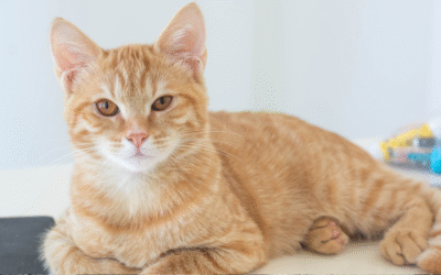 When Pets Have Chronic Itchy Skin