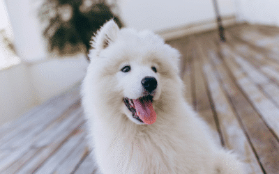 The Obesity and Diabetes Connection in Pets