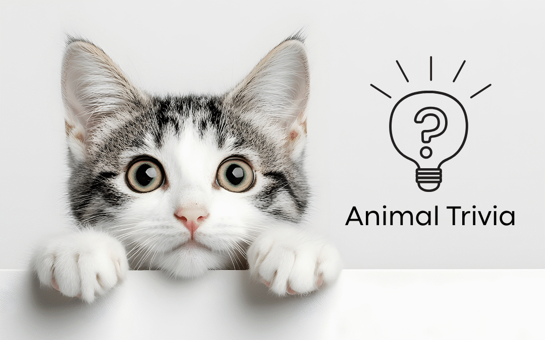 Vet Near Me Quiz – Are You Smarter Than a 5th Grader? Pet Edition | 49th Street Veterinary Clinic