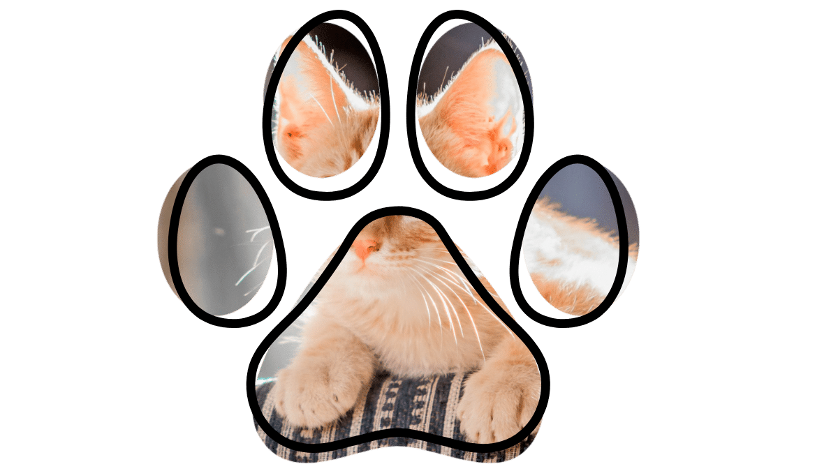 Cat wellness exam at 49th Street Veterinary Clinic in Durant, OK – Vet near me