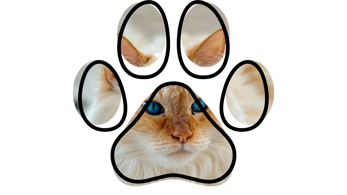 Veterinary consultation at 49th Street Veterinary Clinic in Durant, OK – Vet near me