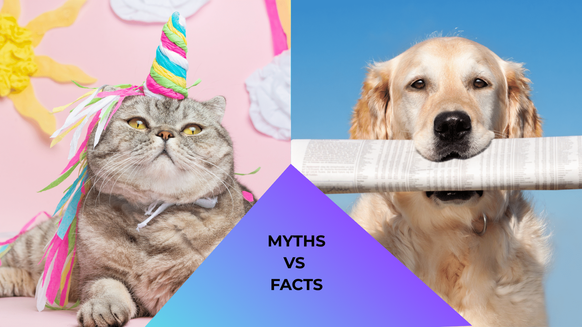Vet services at 49th Street Veterinary Clinic in Durant, OK featuring a cat dressed like a unicorn and a dog reading a newspaper