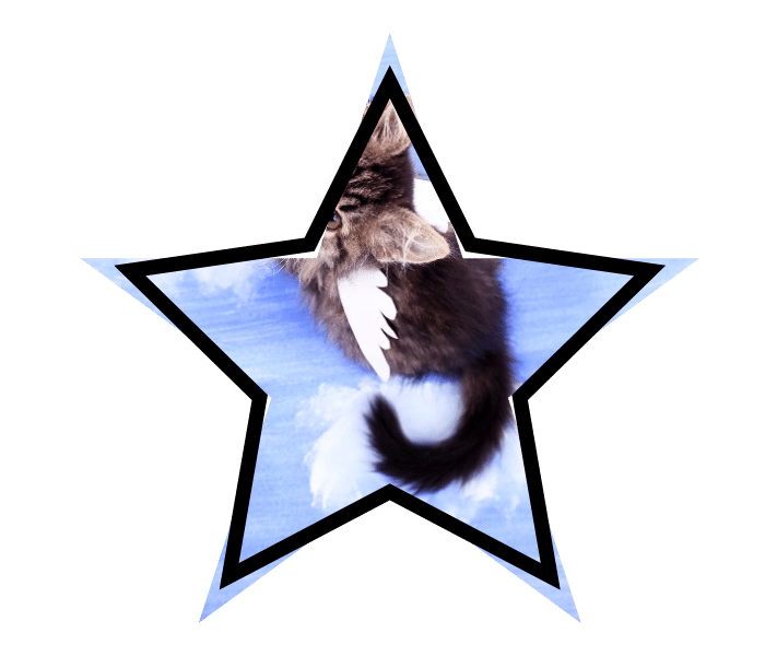A winged cat illustrating common animal care myths