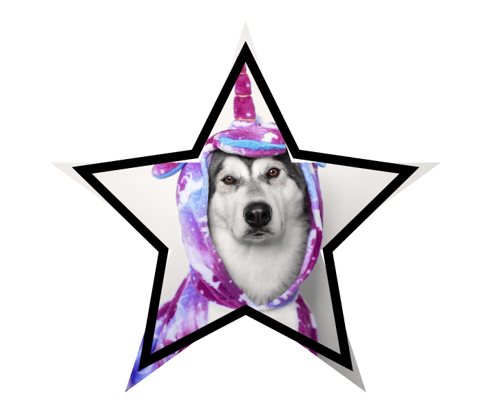 Grooming and veterinary services at 49th Street Veterinary Clinic featuring a dog in a unicorn costume representing common pet myths.