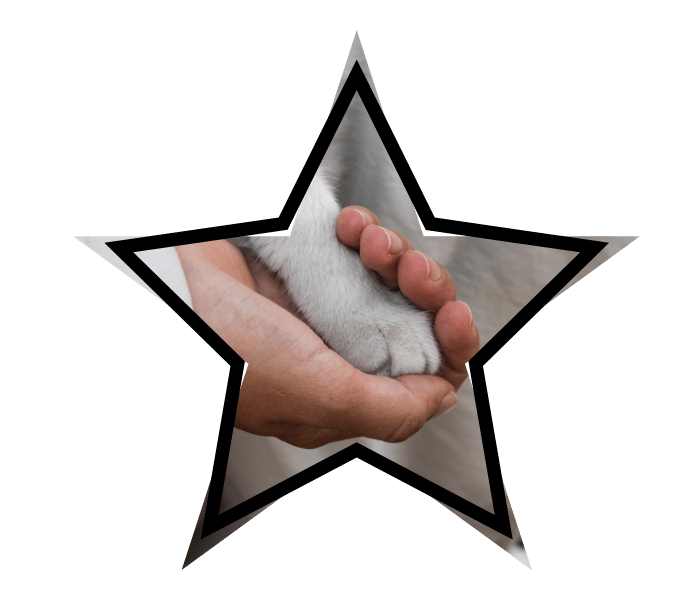 Veterinary care at 49th Street Veterinary Clinic in Durant, OK with a person's hand gently holding a cat's paw.