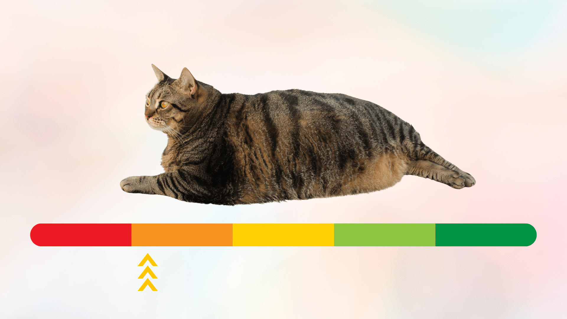 Overweight Cat Overweight cat above a sliding scale for healthy to unhealthy weight