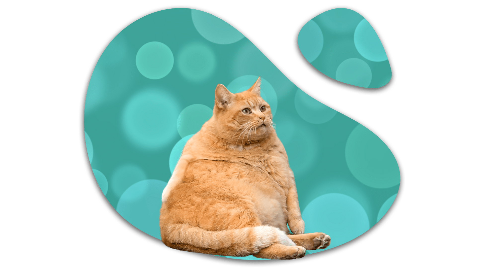 Obese orange cat representing feline weight concerns in Durant, Oklahoma