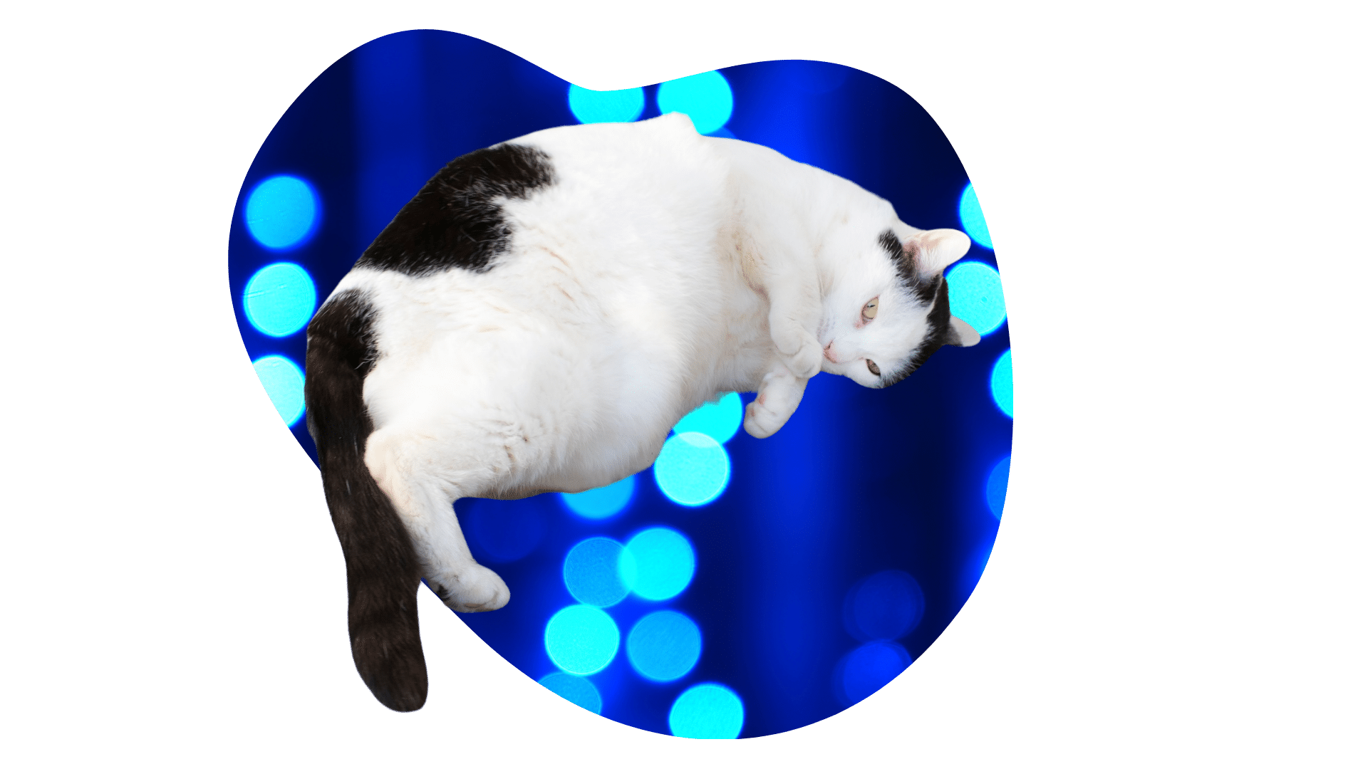Overweight black and white cat representing feline weight management at 49th Street Veterinary Clinic